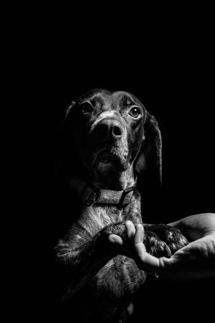 Advocating Against Animal Abuse