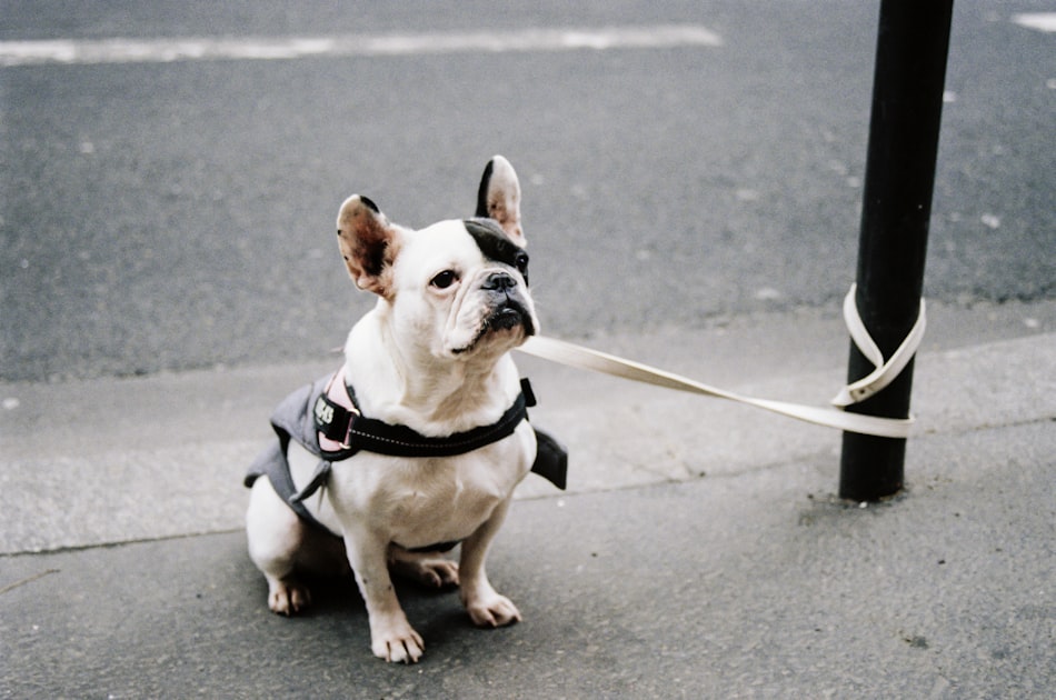 Community Involvement in Animal Welfare