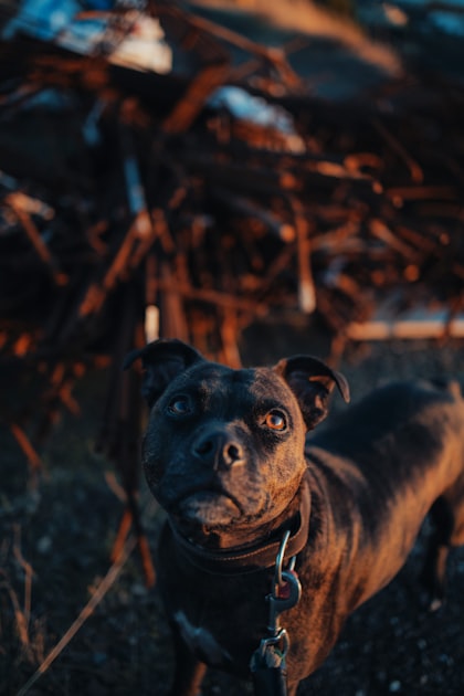 How to Support Animal Welfare Initiatives