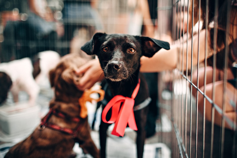 The Importance of Animal Welfare
